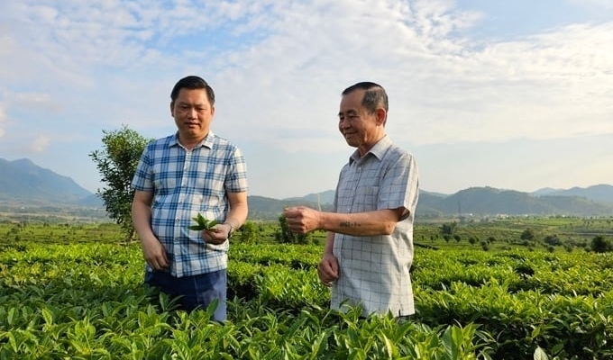 Than Uyen Tea Joint Stock Company and Que Lam Phuong Bac Company Limited have signed a cooperation agreement on organic agricultural production and circular economy. Photo: Hoang Anh.