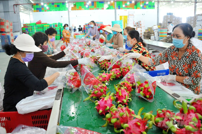 Can Tho city has established a Center for Linkage, Production, Processing, and Consumption of Agricultural Products in the Mekong Delta region. Photo: Le Hoang Vu.