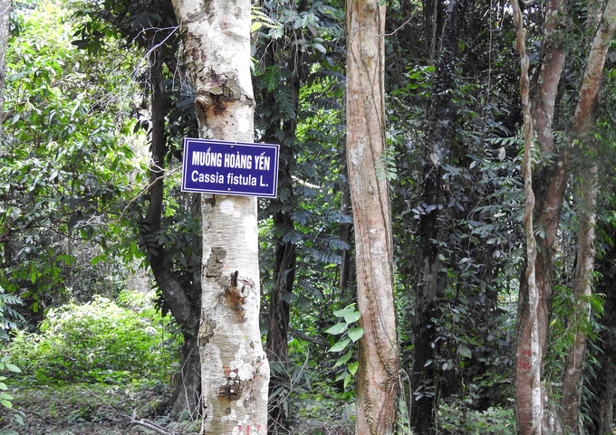 Một số cây gỗ tại khu rừng tự nhiên ở thác số 4 của Cao su Bình Long. Ảnh: Thanh Sơn.