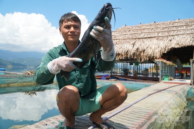 The current market for cage fish is relatively stable. Photo: Quoc Toan.