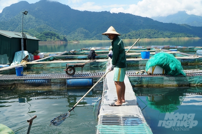 Nghề nuôi cá lồng tạo công ăn việc làm và thu nhập ổn định cho nhiều lao động địa phương. Ảnh: Quốc Toản.