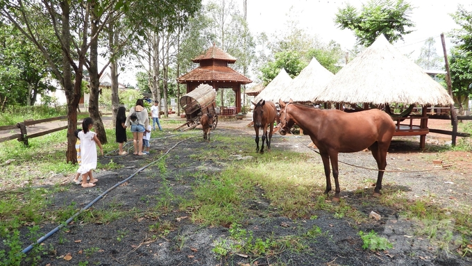 Trang trại ngựa của anh Nguyễn Minh Phát tọa lạc tại thị trấn Thanh Bình, huyện biên giới Bù Đốp. Ảnh: Trần Trung.