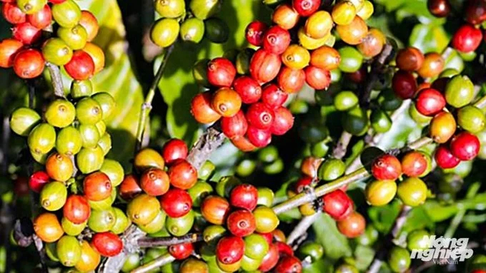 Update on the latest domestic and world coffee prices on 11/1/2023