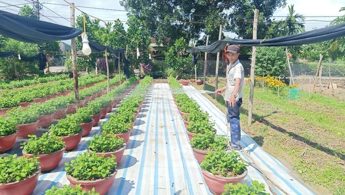Currently, flower growers in Luu Vinh Son commune have applied care techniques, installed nets and lighting systems to proactively adjust flowers to bloom in time for Tet. Photo: Anh Nguyet.