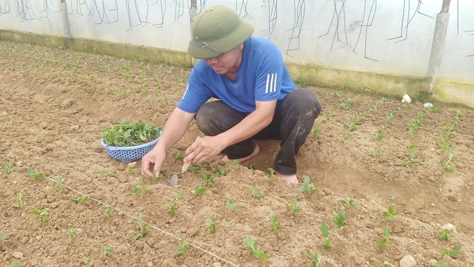 The Tet flower crop brings important income to many families in Luu Vinh Son commune. Photo: Anh Nguyet.