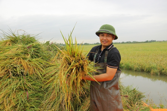 Ông Trần Văn Trung - Giám đốc Công ty Hải Âu Việt phấn khởi khi thử nghiệm thành công những giống lúa đặc sản trên đầm rươi. Ảnh: Đinh Mười.