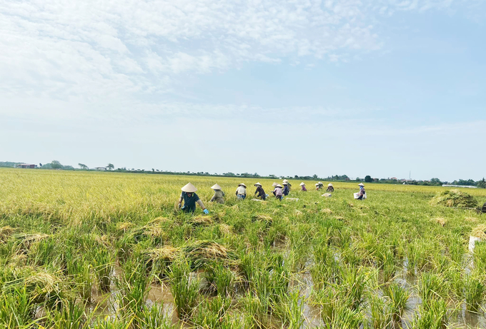 Thu hoạch lúa trên đầm rươi ở Kiến Thụy, Hải Phòng. Ảnh: Đinh Mười.