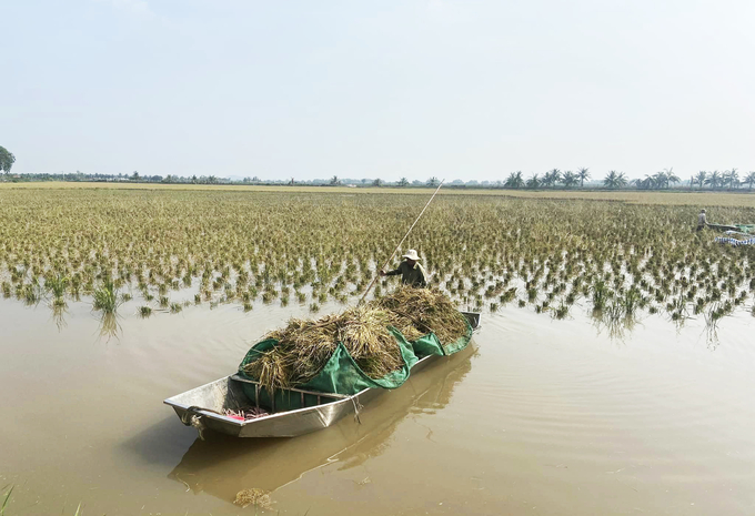 Năm nay, nông dân xã Ngũ Phúc (huyện Kiến Thụy, TP Hải Phòng) bội thu cả lúa, cả rươi. Ảnh: Đinh Mười.