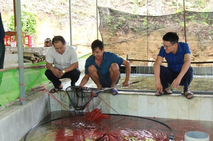 Một trang trại nuôi lươn thương phẩm ở xã Việt Hồng, huyện Trấn Yên. Ảnh: Thanh Tiến.