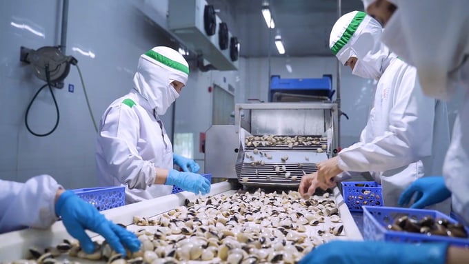 Lenger Vietnam Co., Ltd is the largest exporter of Vietnamese clams to the European market, accounting for over 90% of the market share. Photo: Quang Dung.