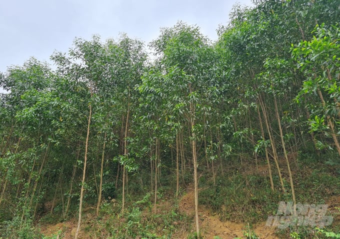 Proactively expanding the material forests is the optimal development direction for Nghe An province's wood industry. Photo: Viet Khanh.