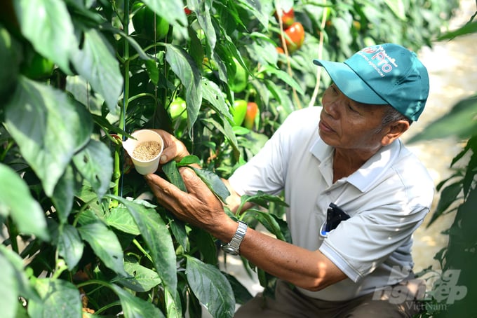 Sử dụng thiên địch giúp nông dân trồng ớt chuông ở Lâm Đồng tăng được chất lượng, mẫu mã, giá trị cho sản phẩm, bảo vệ sức khoẻ, môi trường. Ảnh: Minh Hậu.