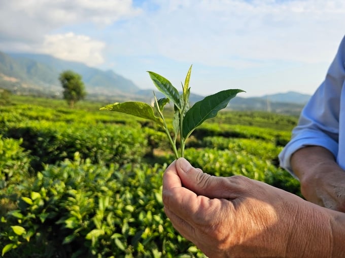 Sử dụng phân bón hữu cơ vi sinh, chè shan tuyết Tân Uyên ngày càng khẳng định chất lượng. Ảnh: Hoàng Anh. 