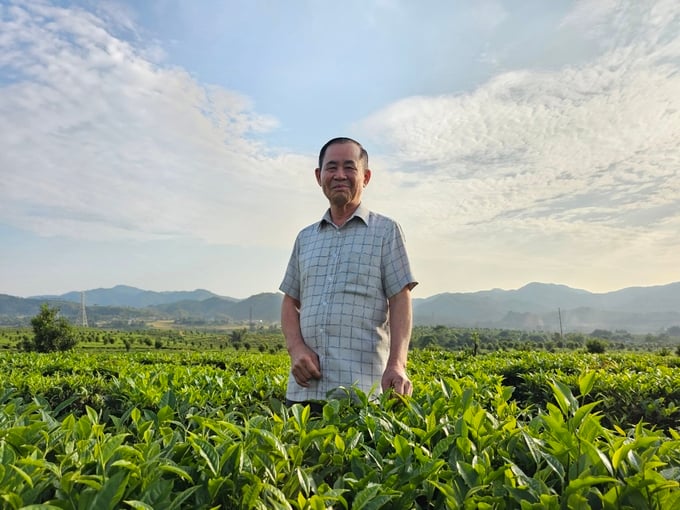 Ông Vũ Ngọc Sang, Chủ tịch HĐQT Công ty Cổ phần trà Than Uyên cho biết, 100% diện tích chè của Công ty đã đạt tiêu chuẩn VietGAP và đang xây dựng theo tiêu chuẩn hữu cơ. Ảnh: Hoàng Anh.