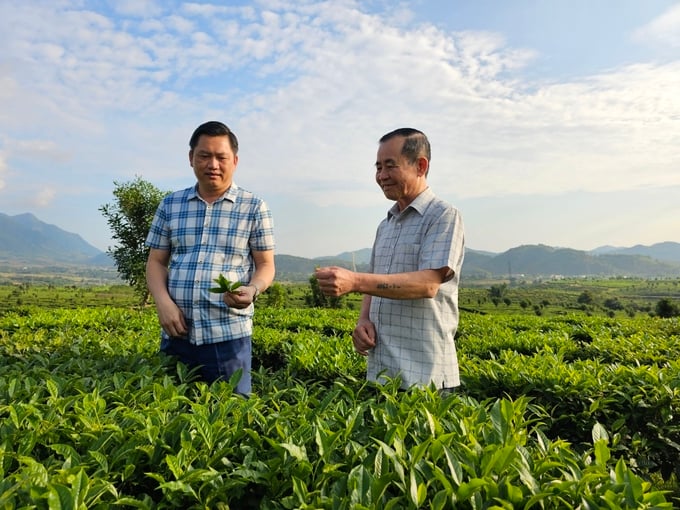 Công ty Cổ phần trà Than Uyên và Công ty TNHH MTV Quế Lâm Phương Bắc đã ký kết hợp tác sản xuất nông nghiệp hữu cơ, kinh tế tuần hoàn. Ảnh: Hoàng Anh.