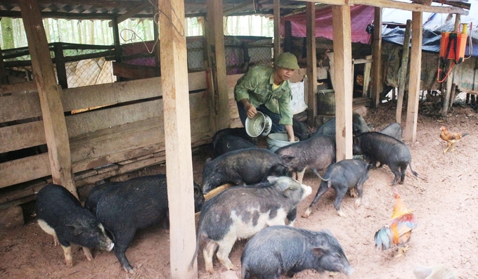 Từ nguồn vốn hỗ trợ, người dân phát triển chăn nuôi có thu nhập ổn định. Ảnh: H.Phương