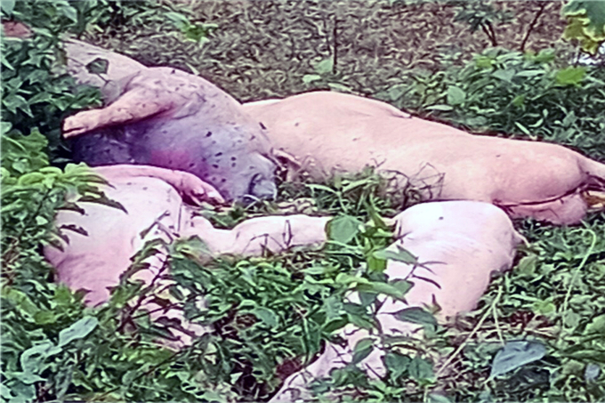 Xác lợn chết vứt tại khu vực rừng cao su ở xã Gio An. Ảnh: VD.