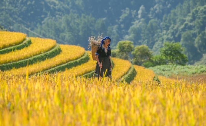 Maintaining production and attracting tourists is a dual task in the field of agriculture and forestry for Mu Cang Chai district. Photo: Tung Dinh.