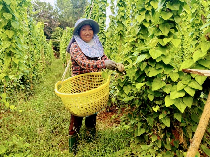Bà Bùi Thị Bưởi (vợ ông Thâm) đang thu hoạch lá sương sâm. Ảnh: V.Đ.T.