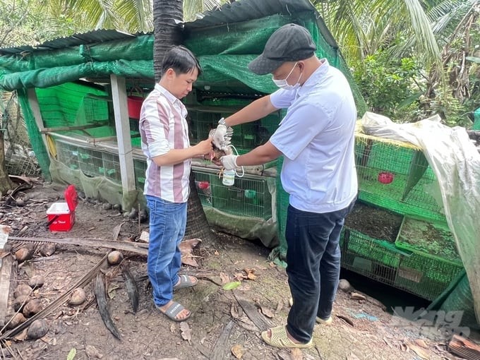 Vaccination is considered one of the most effective disease prevention solutions for the poultry flock during the current period of seasonal change in Soc Trang. Photo: Kim Anh.