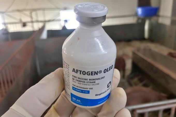 The Aftogen Oleo O1 Campos vaccine is capable of protecting against all four FMD virus topotypes currently circulating in Vietnam. Photo: Phuong Thao.