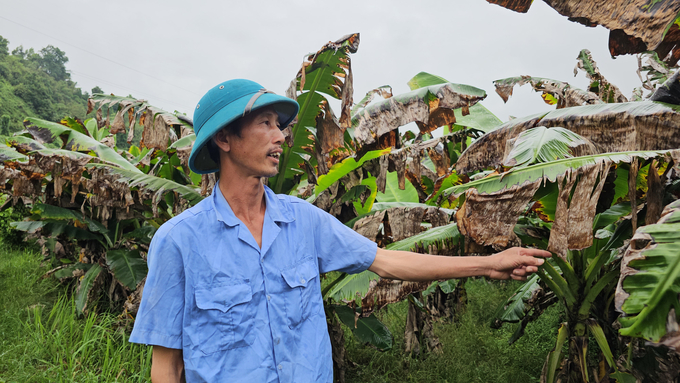 Lá chuối của người dân thôn Mường 1 đều bị héo úa bất thường, không rõ nguyên nhân. Ảnh: Hải Đăng.