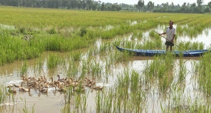 Ducks raised in the fields often move freely in the fields, and in some cases, they move to different areas, potentially risking the spread of disease. Photo: Kim Anh.