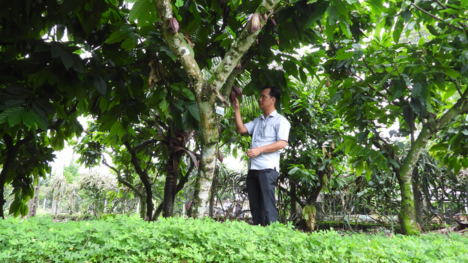 Cây ca cao trên đất Đồng Nai. Ảnh: Trần Trung.