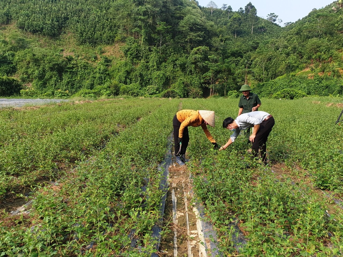 Solanum procumbens raw material area of Yen Bai Pharmaceutical Cooperative in Van Yen district. Photo: Thanh Tien.