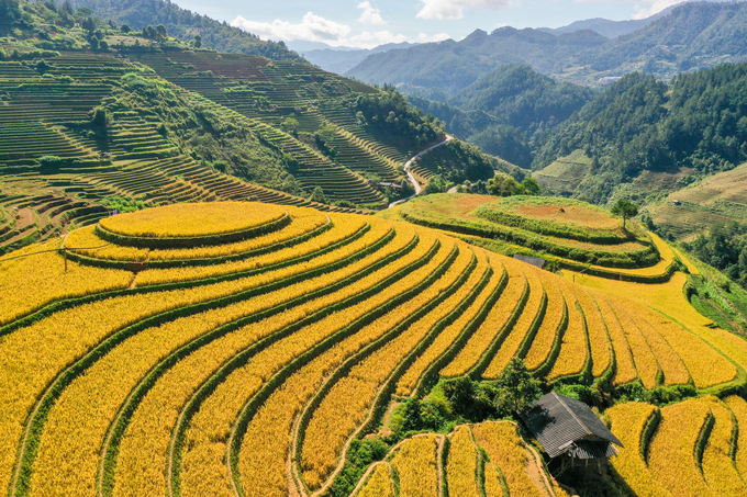 Terraced fields are still determined to be the primary production system, ensuring food security for the people of Mu Cang Chai. Photo: Tung Dinh.