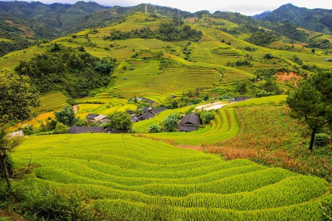 The terraced rice field landscape is the highlight that attracts tourists to Mu Cang Chai. Photo: Hello Mu Cang Chai.