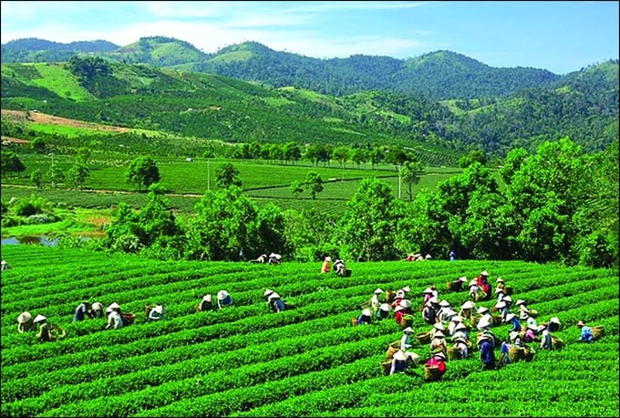 Thai Nguyen Provincial People's Committee has just recognized 5 more tea craft villages.