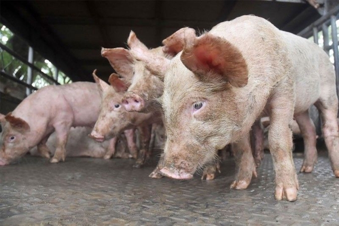 Dịch tả lợn Châu Phi đang đe dọa ngành chăn nuôi Philippines. Ảnh: The Philippine Star.