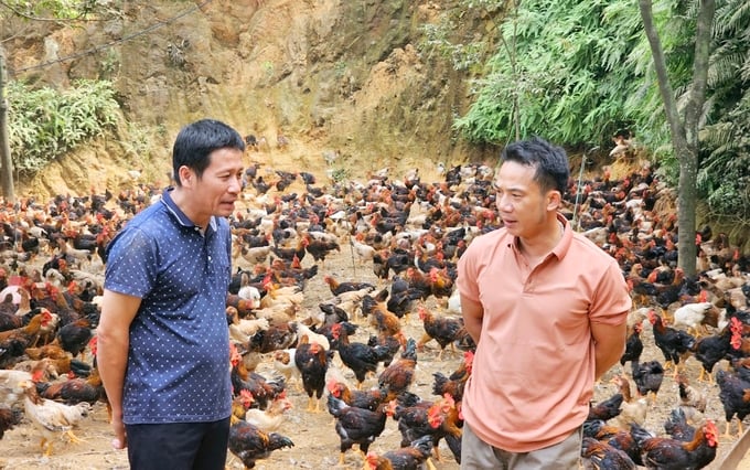 Anh Nguyễn Duy Hiển (bên phải), chủ trại gà lớn nhất Làng Mạ. Ảnh: Hoàng Anh.