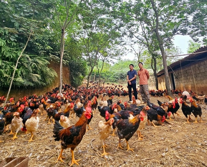 Hướng đi bền vững của nghề chăn nuôi gà ở Vĩnh Phúc. Ảnh: Hoàng Anh.