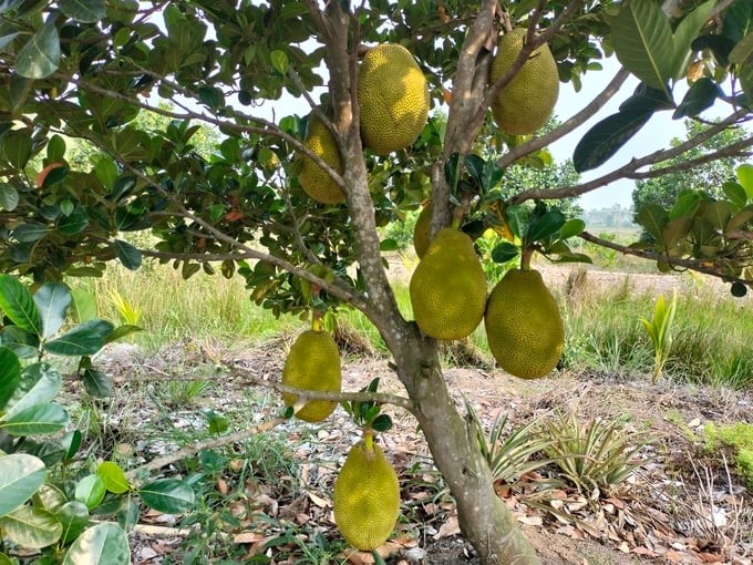 Red-fleshed jackfruit is holding a record price of VND 105,000/kg at the warehouse. Photo: Minh Dam.