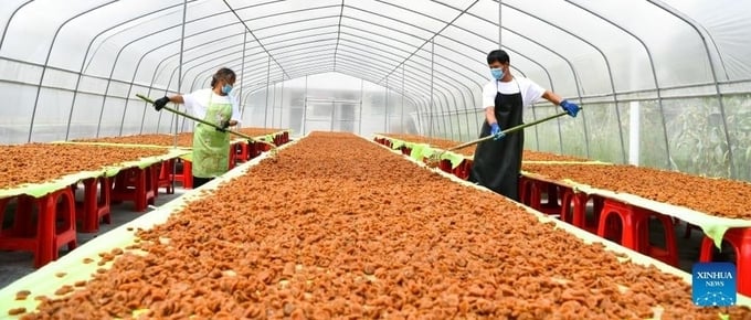 Nông dân phơi lê gai tại một hợp tác xã ở huyện Long Lý, tỉnh Quý Châu, Trung Quốc, hồi tháng 8/2021. Ảnh: Xinhua.
