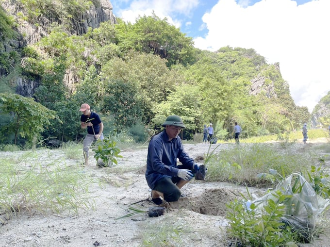 The project aims to plant 116.23 hectares of new coastal forest area on Cat Ba archipelago. Photo: Dinh Muoi.