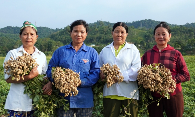 Bà con nông dân thôn Tân An thu hoạch lạc vụ đầu tiên. Ảnh: CARE.