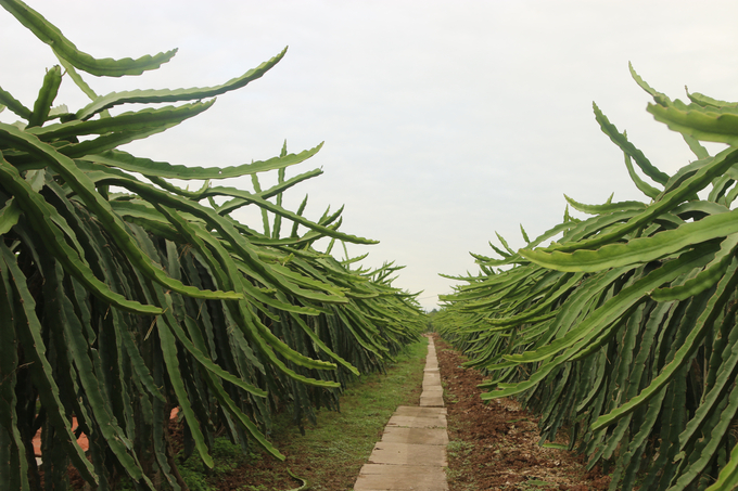 Người trồng thanh long ở Bát Trang muốn chuyển sang sản xuất hữu cơ nhưng đang gặp nhiều khó khăn. Ảnh: Đinh Mười.