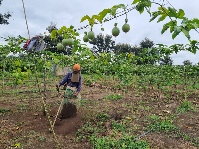 Gia đình ông Đặng Văn Thỏa (xã Ia Bă) đang cày đất ở vườn chanh leo để chuẩn bị trồng xen cây đậu. Ảnh: Tuấn Anh.