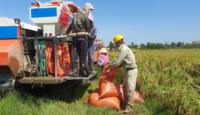 Not only is there a good harvest, this year's summer-autumn rice and summer rice in the southern provinces are also very well priced, helping farmers have motivation to produce the winter-spring crop of 2023 - 2024. Photo: TL.