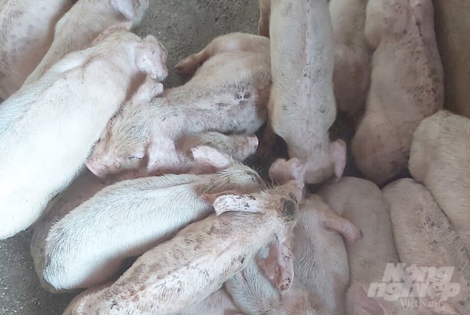 Bệnh dịch tả lợn châu Phi năm 2023 trên địa bàn Nghệ An đã được kiểm soát hiệu quả. Ảnh: Việt Khánh.