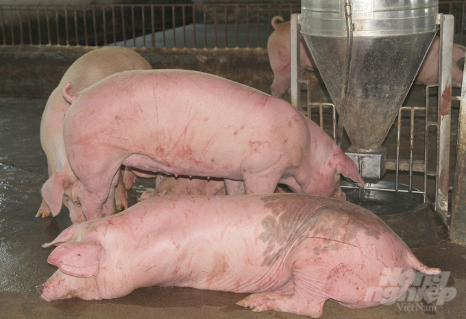 Sự chủ động của Chi cục Chăn nuôi và Thú y Nghệ An đã giúp công tác phòng, chống dịch bệnh trên đàn lợn đạt kết quả tốt. Ảnh: Việt Khánh.