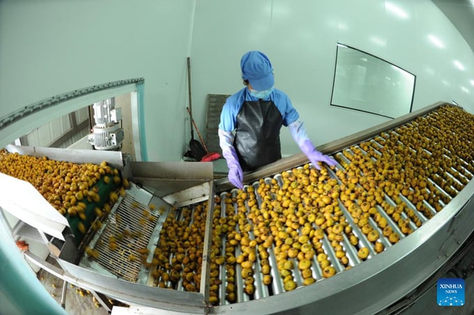 Công nhân phân loại lê gai tại một cơ sở chế biến trái cây ở huyện Long Lý, tỉnh Quý Châu, Trung Quốc, hồi tháng 8/2018. Ảnh: Xinhua.