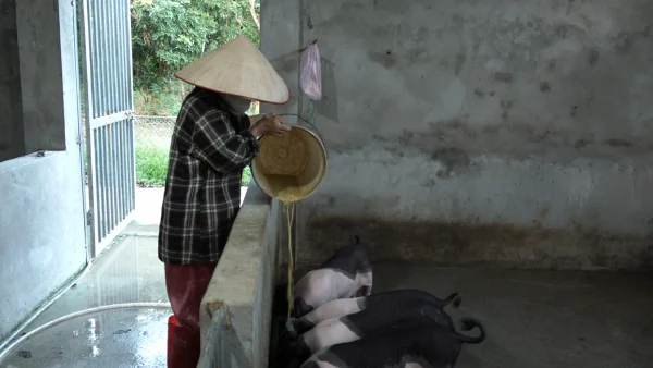 Hiện, các hộ chăn nuôi trên địa bàn tỉnh Quảng Ninh gặp nhiều khó khăn do giá thức ăn tăng cao. Ảnh: Nguyễn Thành.