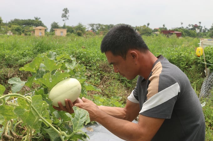 Organic agricultural products often exhibit unappealing appearances, posing challenges in market competition. Photo: Dinh Muoi.