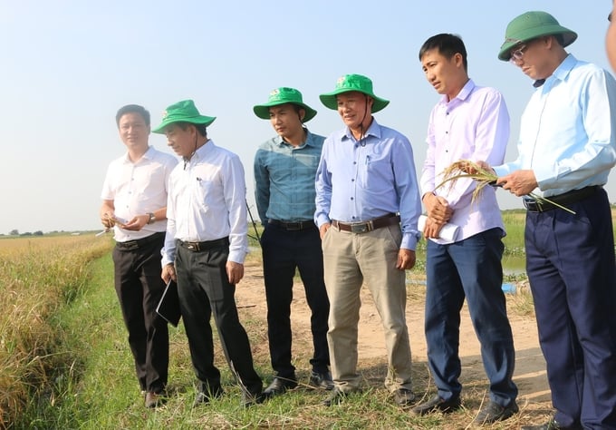 Head of Hai Phong city's Department of Agriculture and Rural Development inspecting an organic rice production model in Vinh Bao district. Photo: Dinh Muoi.