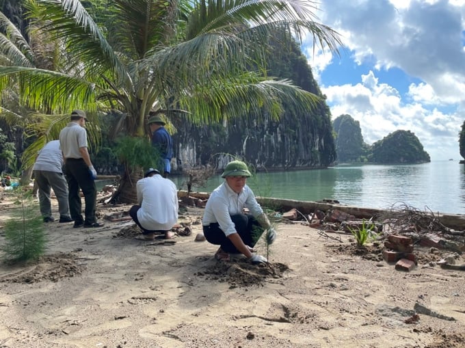 Reforestation for ecological rehabilitation on Nam Cat Island. Photo: Dinh Muoi.