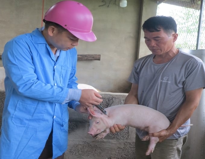 Officials from Lang Son province's Sub-Department of Livestock Production and Animal Health administering the African Swine Fever vaccine in Vu Son commune, Bac Son district. Photo: Cuong Vu.